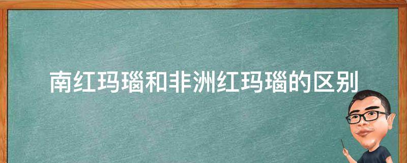 南红玛瑙和非洲红玛瑙的区别 南红