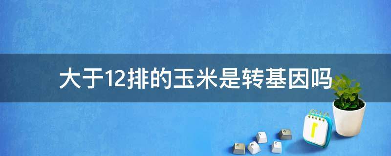 大于12排的玉米是转基因吗 12排的