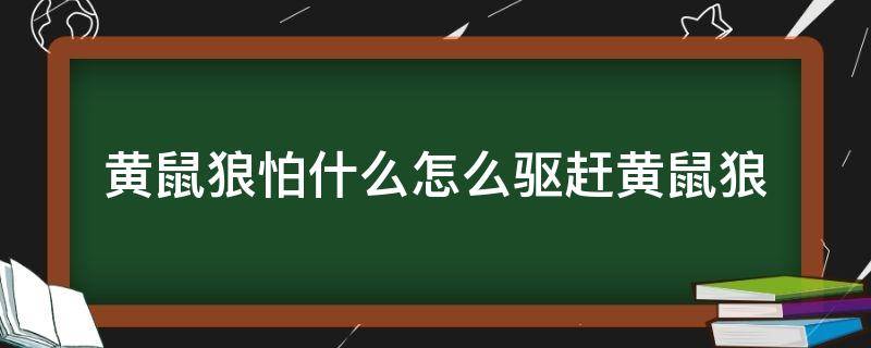 黄鼠狼怕什么怎么驱赶黄鼠狼（黄鼠狼