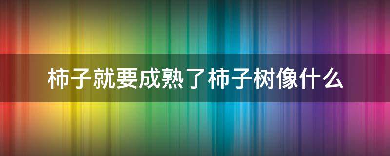 柿子就要成熟了柿子树像什么（柿子就