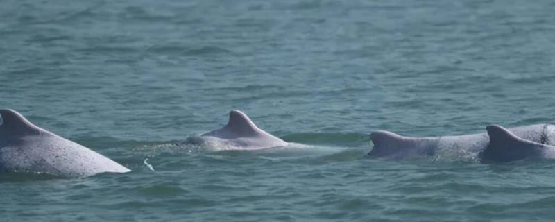 海豚之间交流方式 海豚之间交流方